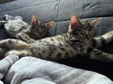 Chatons Bengal Mix à vendre - Photo 2