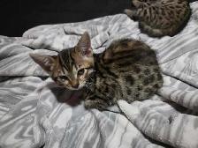 Chatons Bengal Mix à vendre - Photo 5