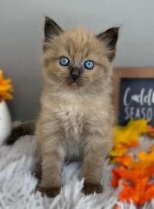 TICA Registered Ragdoll Kittens