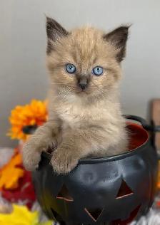 TICA Registered Ragdoll Kittens - Photo 3