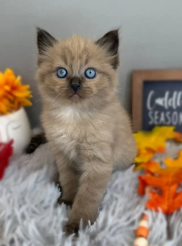 TICA Registered Ragdoll Kittens