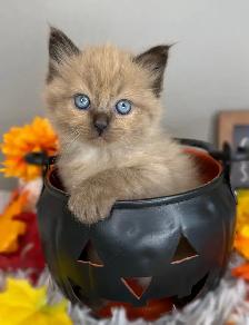 TICA Registered Ragdoll Kittens - Photo 4