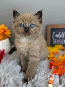 TICA Registered Ragdoll Kittens