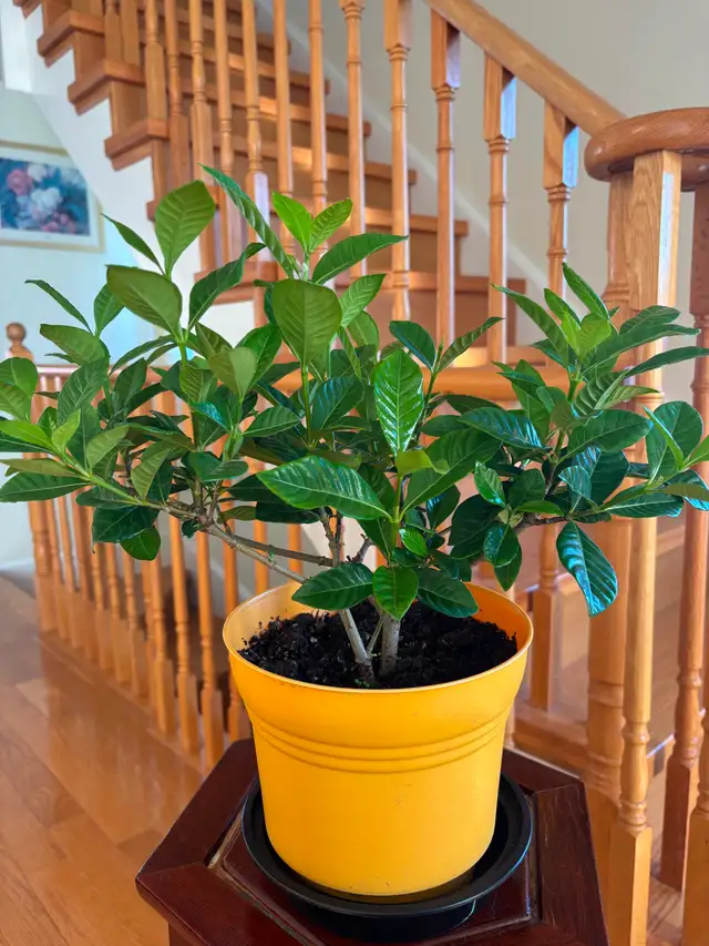 Gardenia Flower Plant-$20