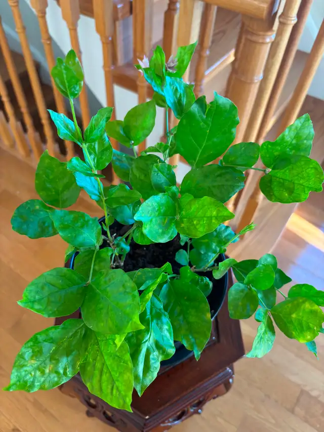 Jasmine Plant-$20