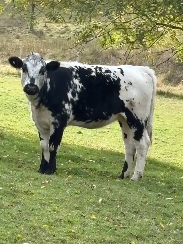 cow for sale