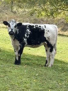 cow for sale