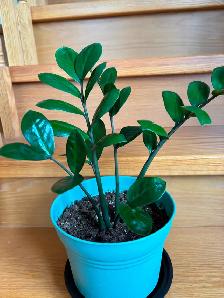 ZZ Plant-$20 - Photo 3