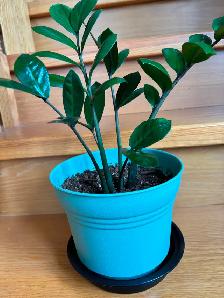 ZZ Plant-$20 - Photo 4