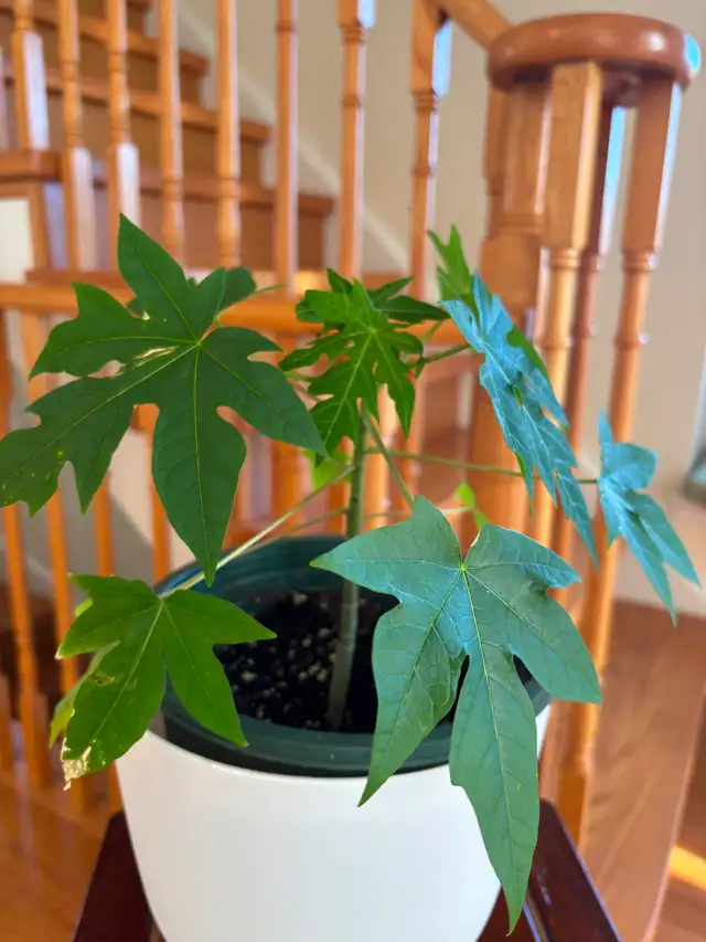 Papaya Flute Plant-$18