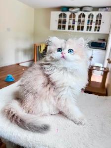 Blue Golden Chinchilla kitten/British Longhair/ LaMajeur Cattery - Photo 2