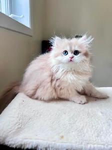 Blue Golden Chinchilla kitten/British Longhair/ LaMajeur Cattery - Photo 4
