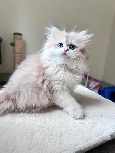 Blue Golden Chinchilla kitten/British Longhair/ LaMajeur Cattery - Photo 5