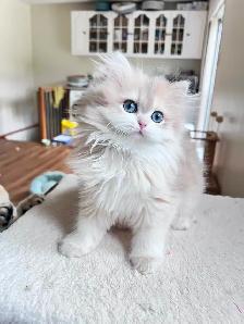 Blue Golden Chinchilla kitten/British Longhair/ LaMajeur Cattery - Photo 7