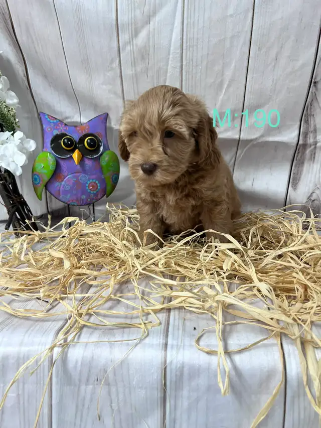 Mini et Moyen Goldendoodle