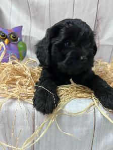 Mini et Moyen Goldendoodle - Photo 2