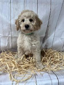 Mini et Moyen Goldendoodle - Photo 3