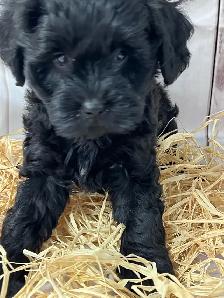 Mini et Moyen Goldendoodle - Photo 4