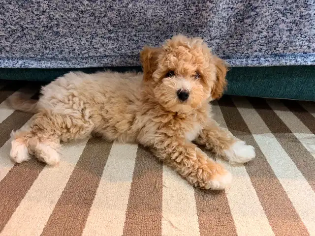bichonpoo Female ready