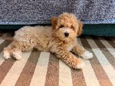 bichonpoo Female ready