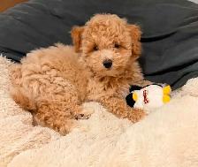 bichonpoo Female ready - Photo 2
