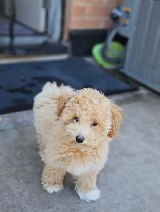bichonpoo Female ready - Photo 3