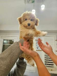 bichonpoo Female ready - Photo 4