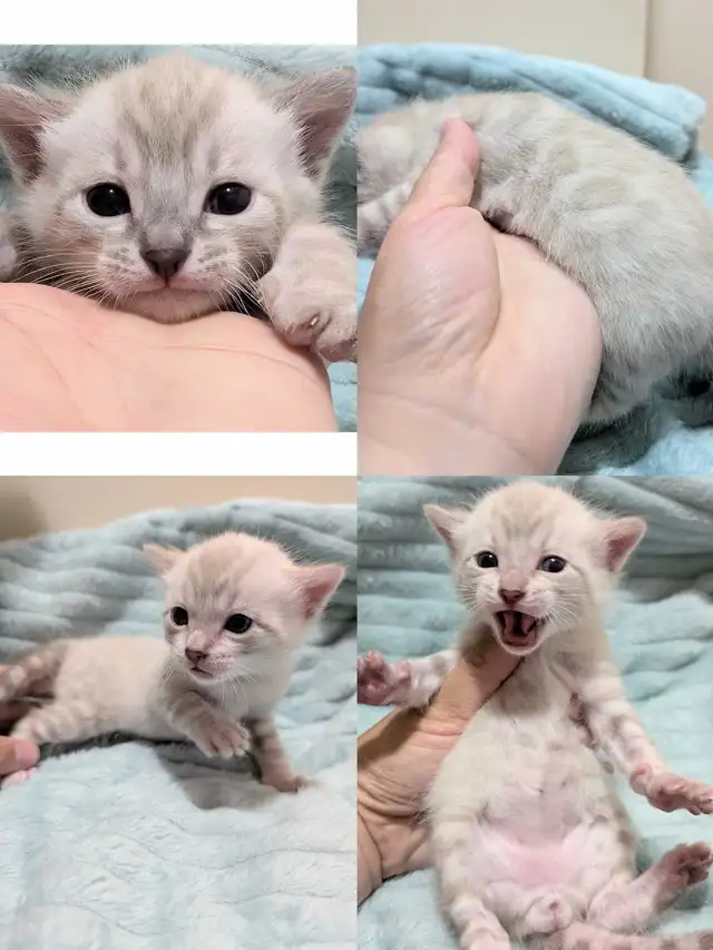 TICA CFA Snow Bengal kittens