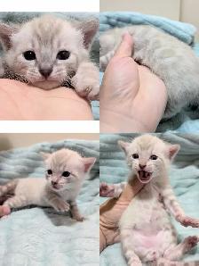 TICA CFA Snow Bengal kittens