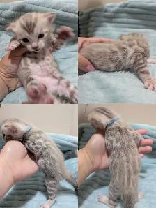 TICA CFA Snow Bengal kittens - Photo 2