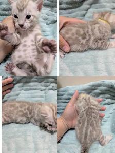 TICA CFA Snow Bengal kittens - Photo 3