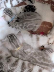 TICA CFA Snow Bengal kittens - Photo 4