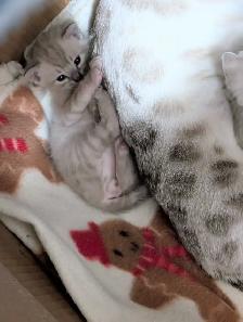 TICA CFA Snow Bengal kittens - Photo 5