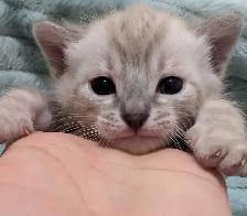 TICA CFA Snow Bengal kittens - Photo 6