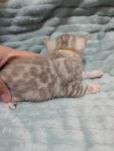 TICA CFA Snow Bengal kittens - Photo 7