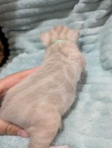 TICA CFA Snow Bengal kittens - Photo 8