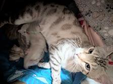 TICA CFA Snow Bengal kittens - Photo 9