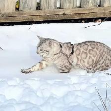 TICA CFA Snow Bengal kittens - Photo 10