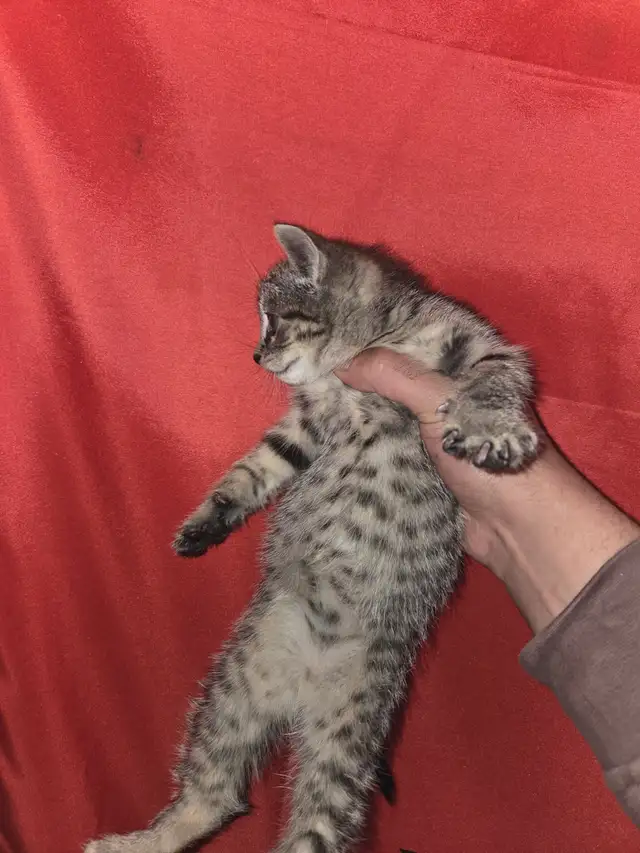 Female Kitten