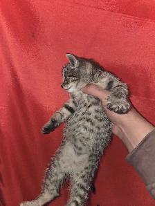Female Kitten