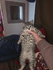 Female Kitten - Photo 2