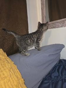 Female Kitten - Photo 3