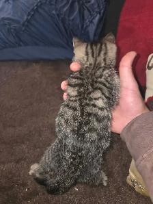 Female Kitten - Photo 4
