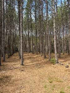 98-Acre Country Retreat – One Mile Drive, Minden Hills - Photo 3