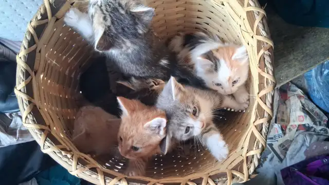 Five adorable kittens for sale