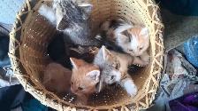 Five adorable kittens for sale