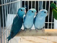 Young parrotlets - Photo 6