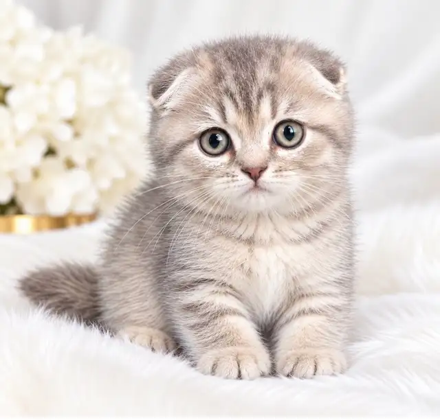 ✨ MAGNIFIQUES CHATONS SCOTTISH FOLD