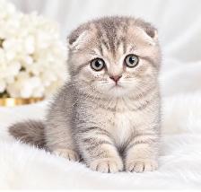 ✨ MAGNIFIQUES CHATONS SCOTTISH FOLD