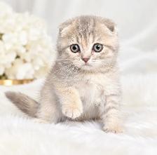 ✨ MAGNIFIQUES CHATONS SCOTTISH FOLD - Photo 2